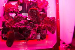 NASA to grow flowers in space for first time
