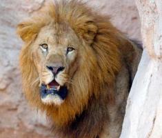 U.S. places Indian Lion in endangered species list